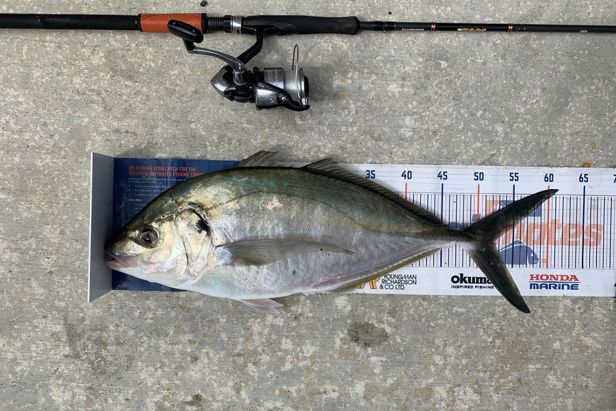 Mark Piskulic caught this 52.0cm Trevally at Doubtless Bay during The Export NZ Fishing Competition